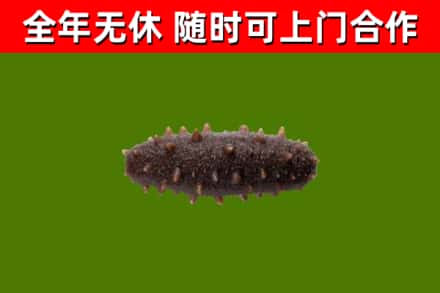朔州烟酒回收干海参.jpg